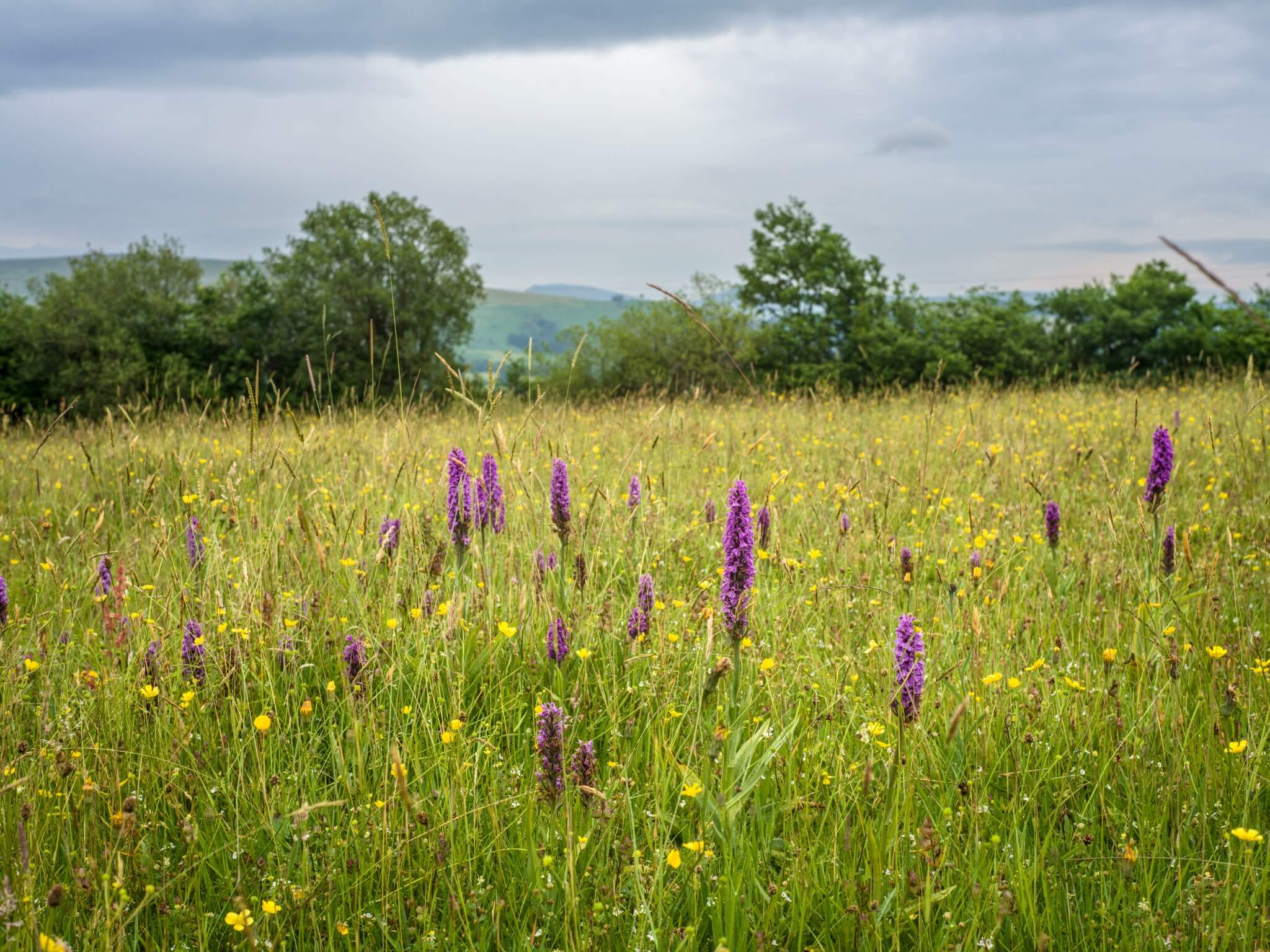 Chalk grassland landscape