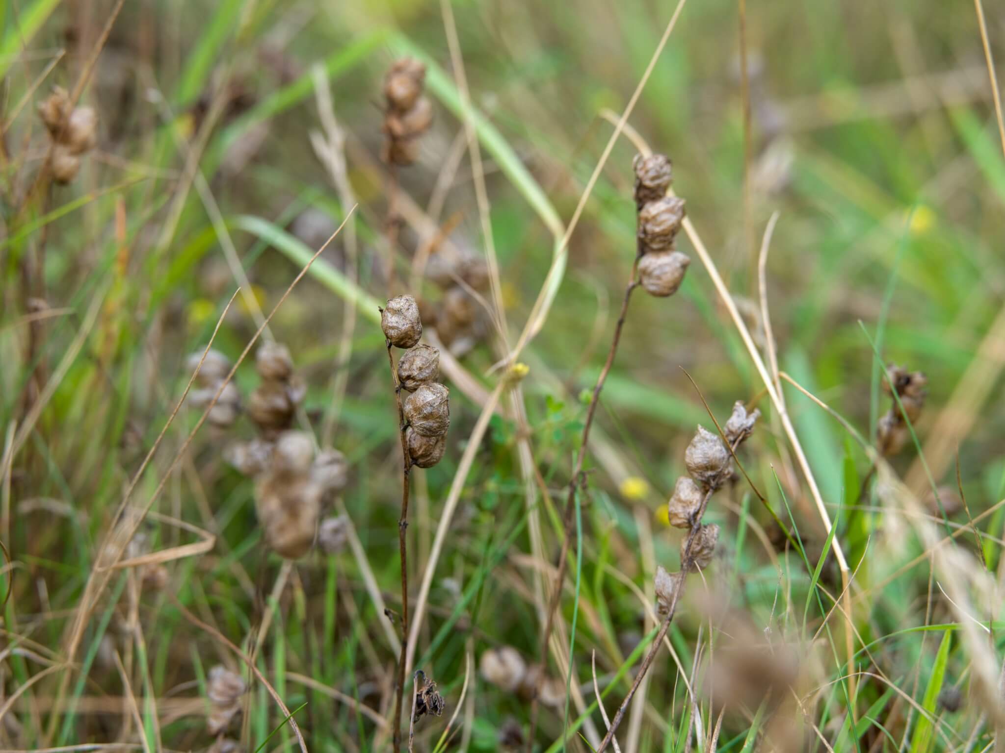 Seed heads